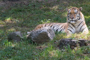 The Bronx Zoo
