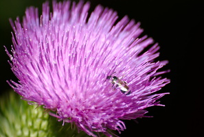 003