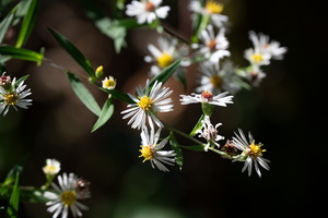  Z619785