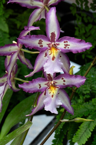 _Z610139.jpg