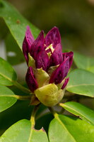 2020 Bayard Cutting Arboretum, NY