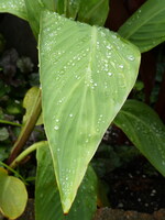 PANA0763